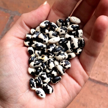 Vaquita Negro Bola, 500g